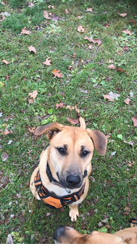 Stella & Chewy's Bountiful Bone Broth Grass-Fed Beef Recipe Meal Topper ...