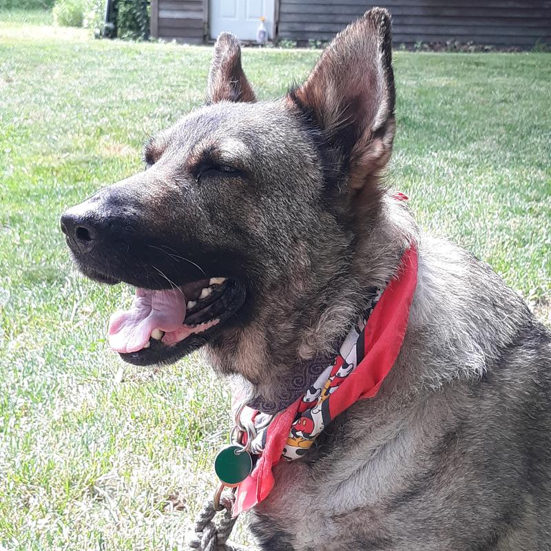 Raven at almost 9 yo