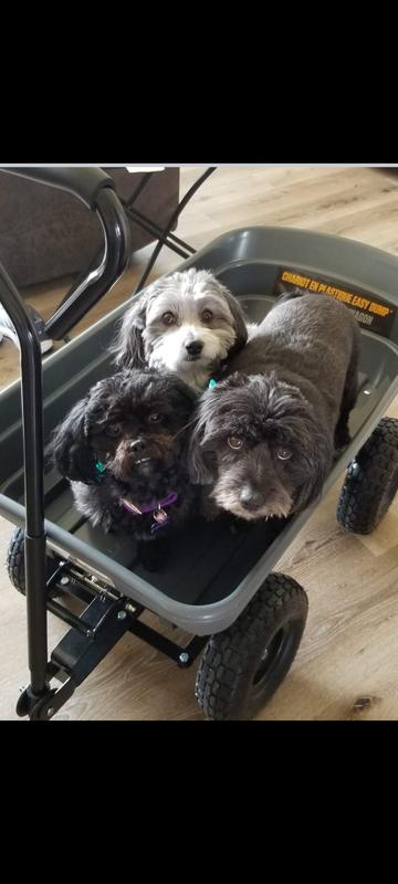 My Beautiful Fur Babies
