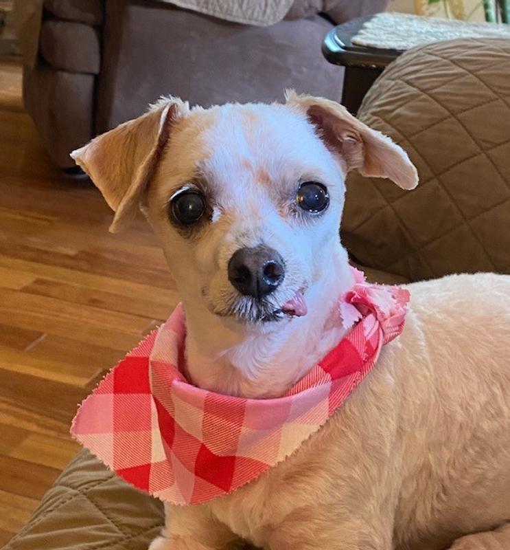 Gourmet Chicken, Carrot & Broccoli Stew for Dogs - Grain-Free