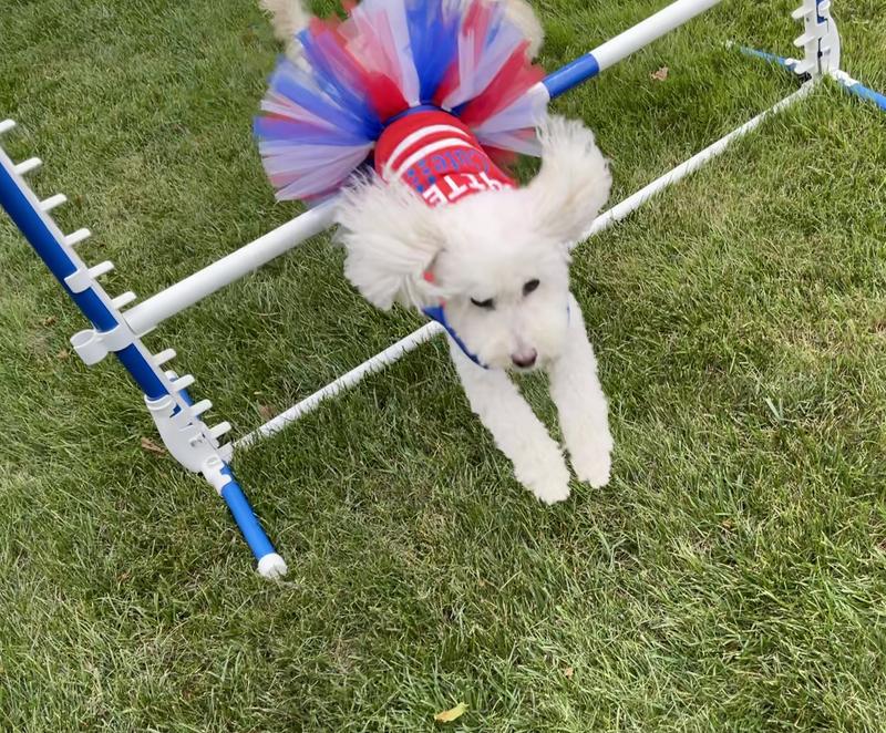 Jordie loves agility, nosework, doing tricks, and enjoying her food!