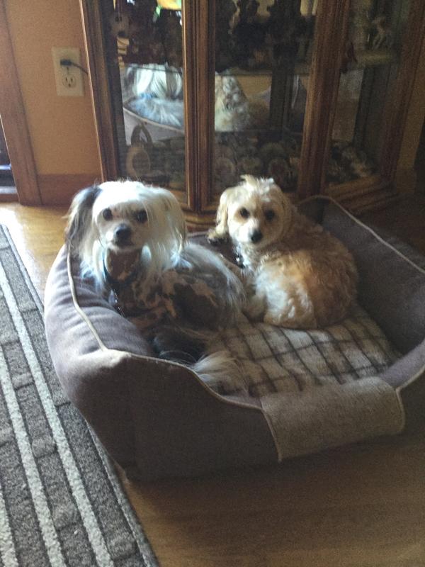 My beautiful babies
