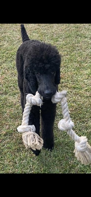 Tanner the Standard Poodle