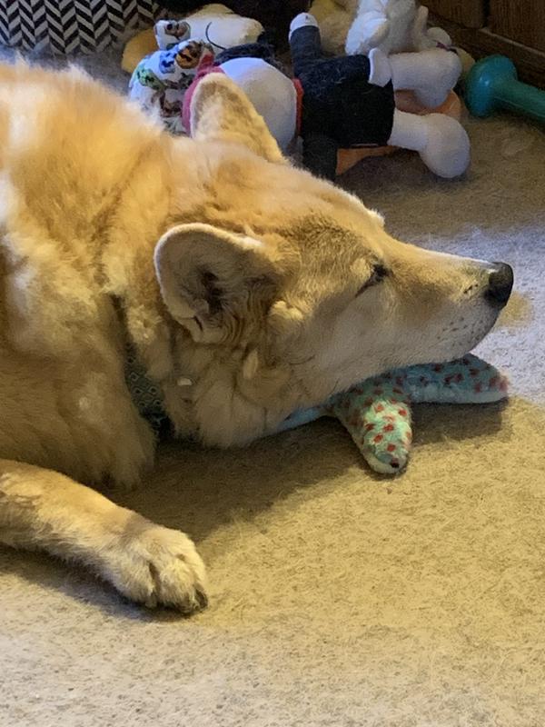 Dakota - 16 and going strong