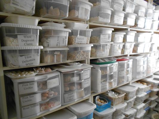My seashell craft storage with Sterilite