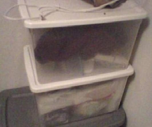 Sterilite Clear Storage Box