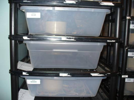 41 qt Clear Underbed Storage Box by Sterilite at Fleet Farm