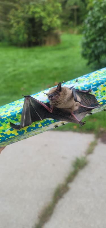 Bat trap!?