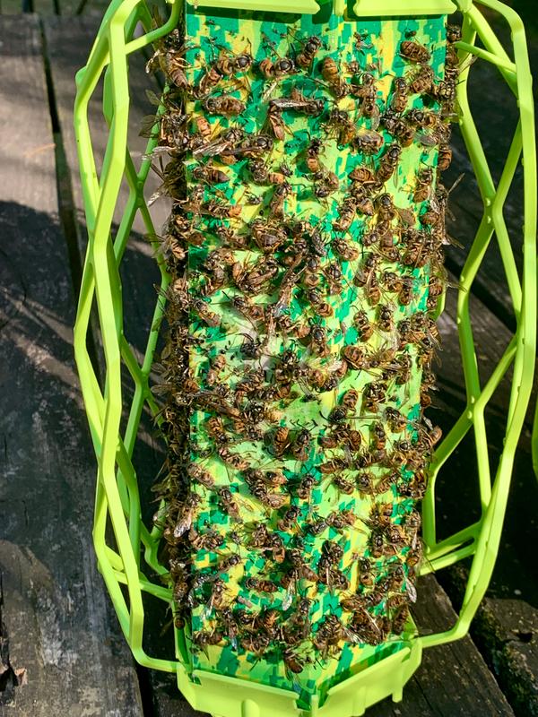 Easy to set up and use. No mess, no smells.