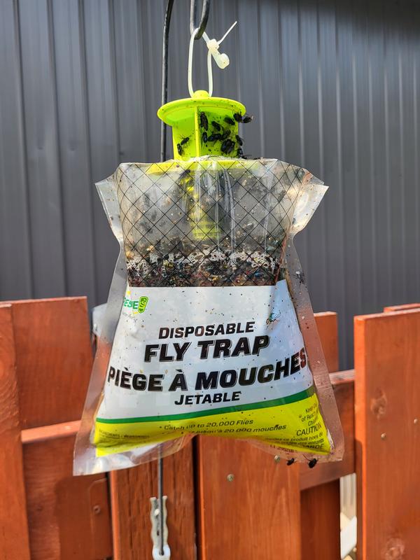 Product Review: Rescue Fly Traps - Susan's in the Garden