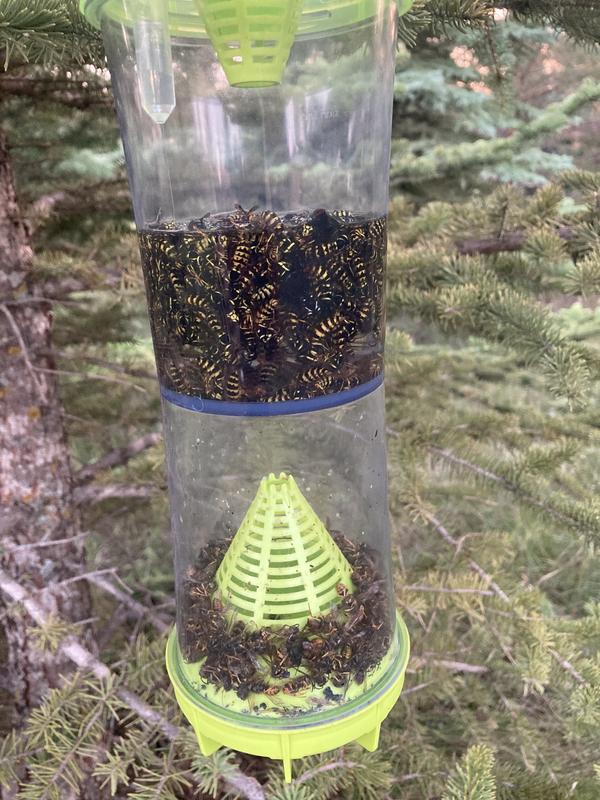 Excellent wasp trap