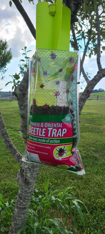 RESCUE! Japanese beetle Outdoor Insect Trap in the Insect Traps