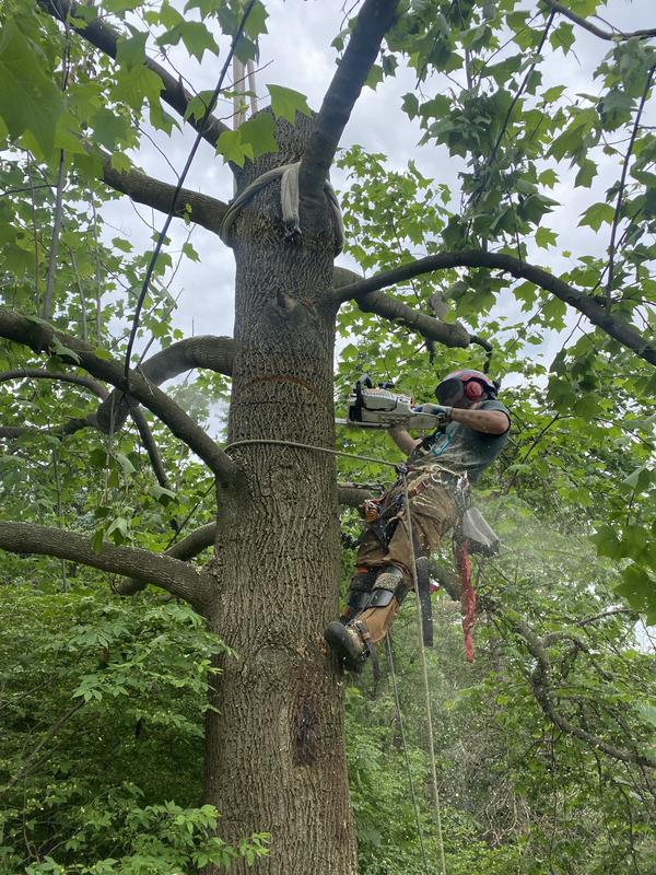 MS 400 Gasoline Chainsaw | STIHL