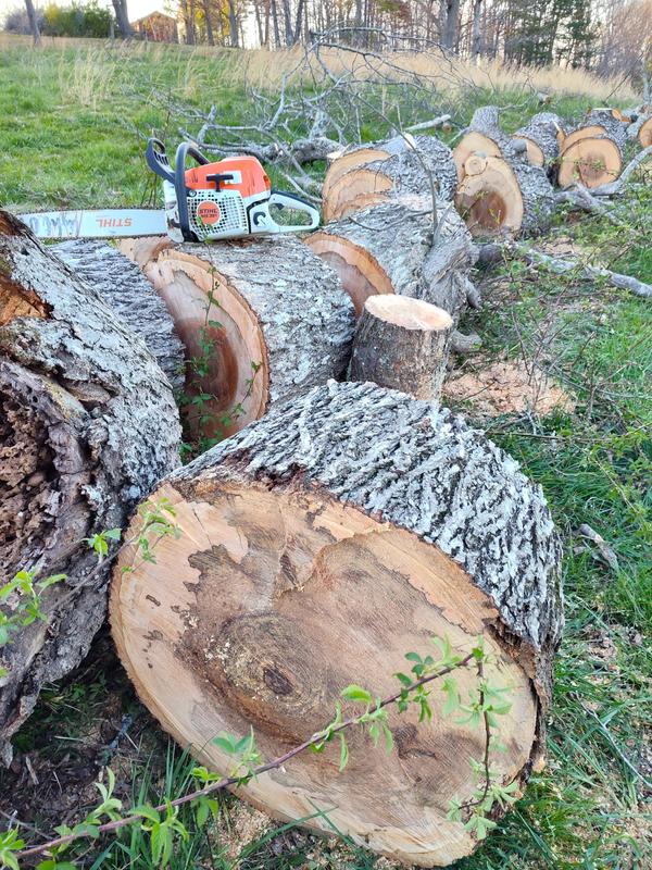 MS 391 Gasoline Chainsaw