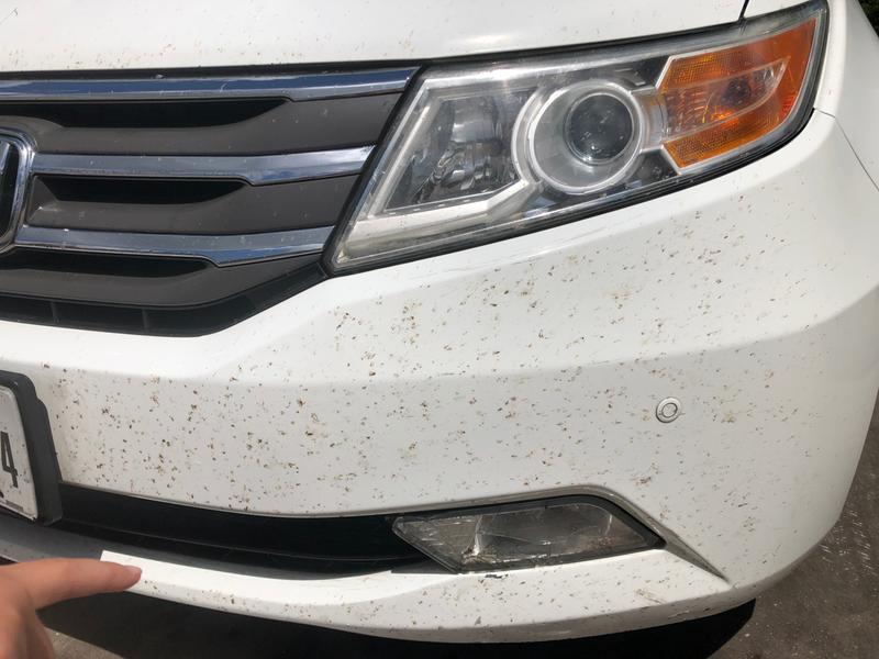 Stoner Bug Eraser Wipes 10-Count Car Exterior Wash in the Car