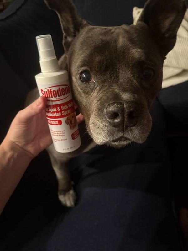 Dog Hot Dog Scratching Fur Off Sulfodene Hot Spot Itch Relief Dog