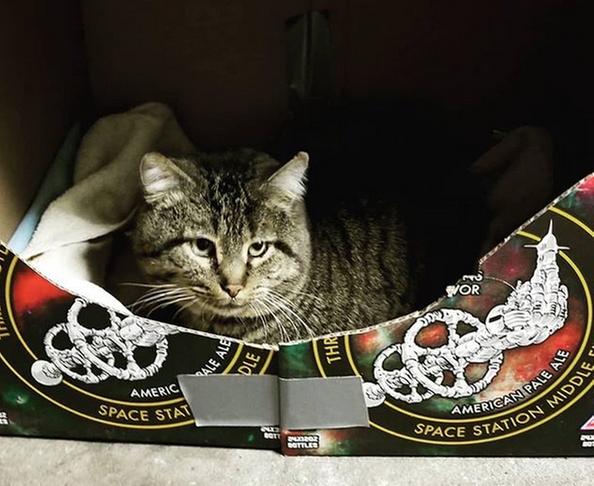 Stary cat beer box with heater. They love it.