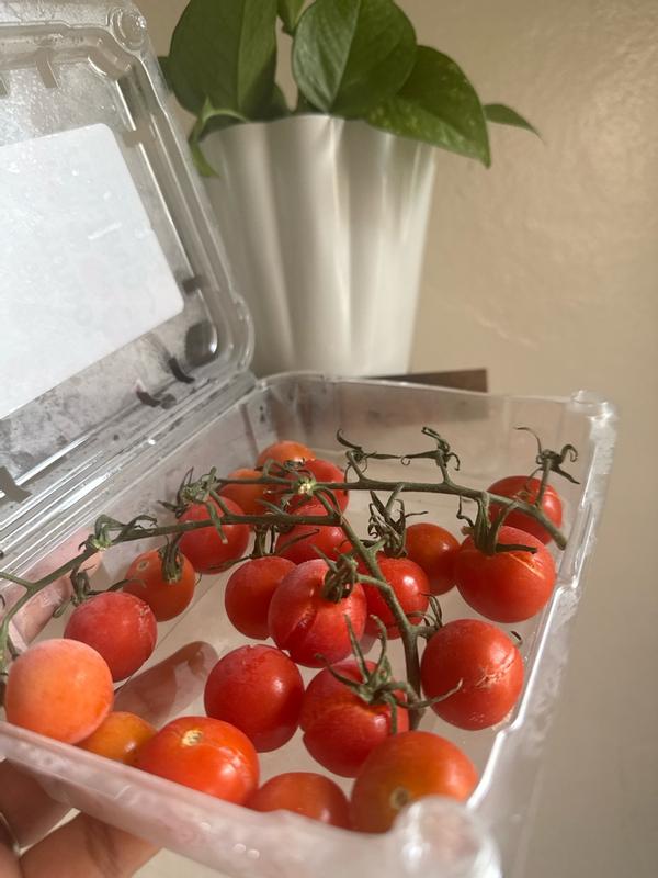 Flavor Bombs Tomatoes, 12 oz