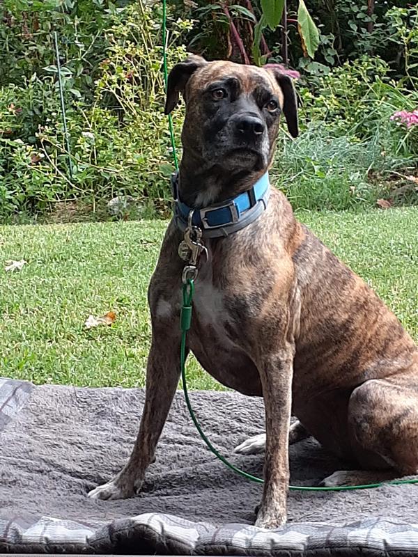 mossy oak natures menu dog food