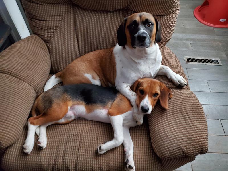 Shop Now for Chicken Flavored Meaty Treats for Dogs – Sunshine Pet