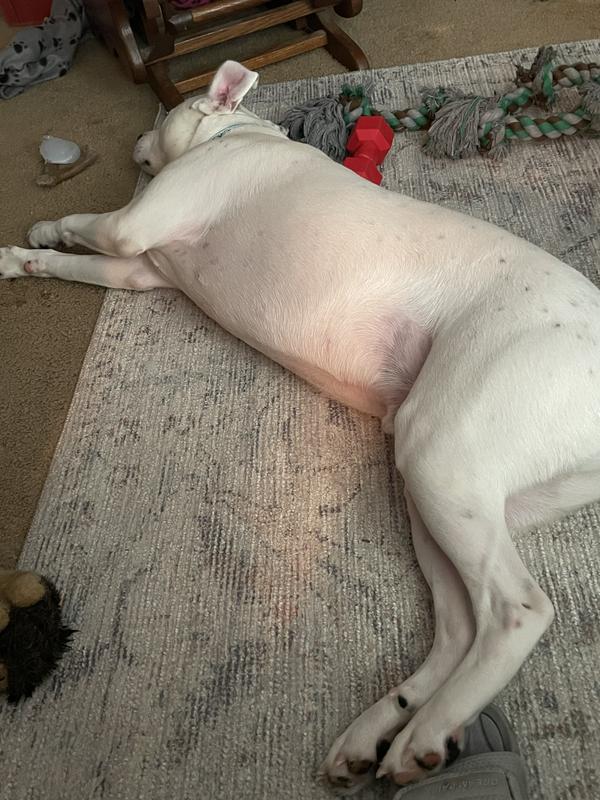 Dog loves the rug as well