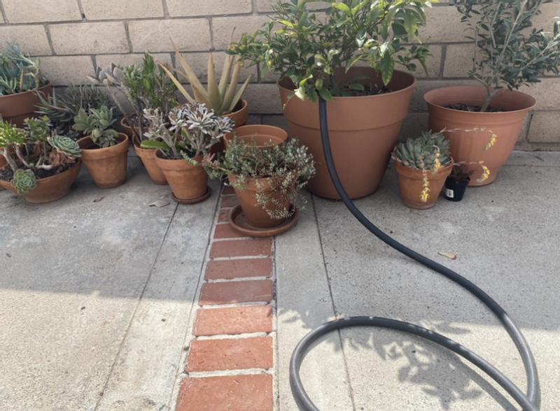 Patio garden