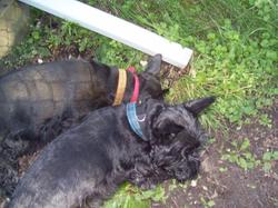 Trouble and Henley "Hot Diggity" Muddy Paws Patrol