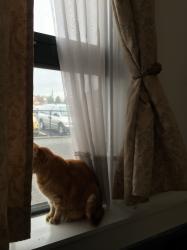 Photo - commentaire 4.