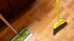 look at all that dirt that the Broom found after I used the sweeper.