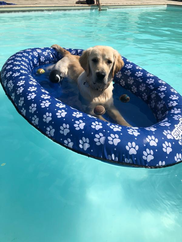 Swimways dog 2024 pool float