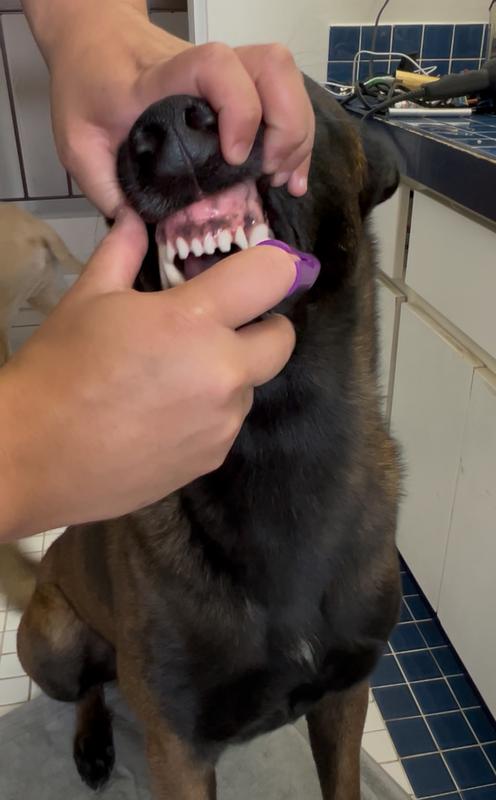 Brushing his teeth