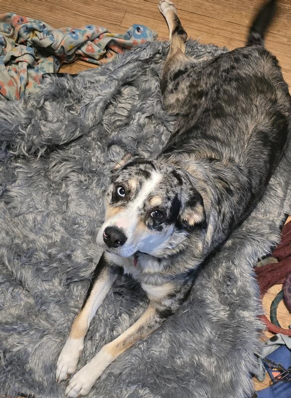 Paw Brands PupProtector Waterproof & Stylish Dog Blanket