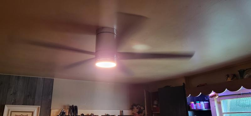 New fan
