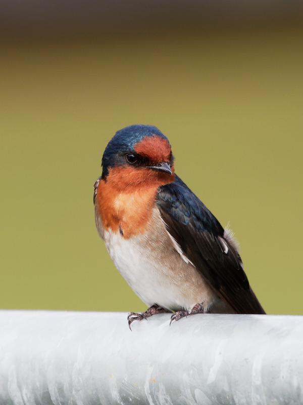 Customer photo 4 of 6. Click to open full size image.