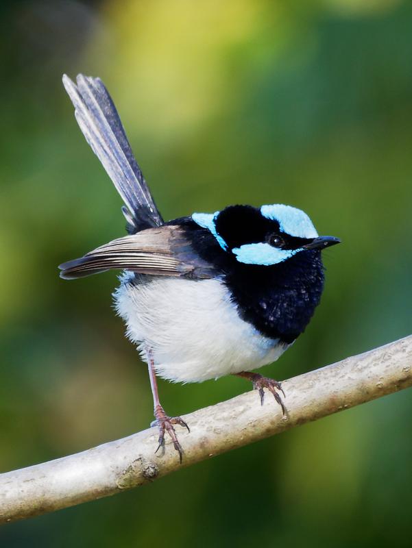 Customer photo 6 of 6. Click to open full size image.