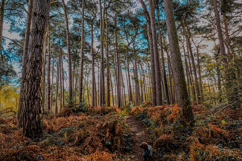 Rushmere Walkies