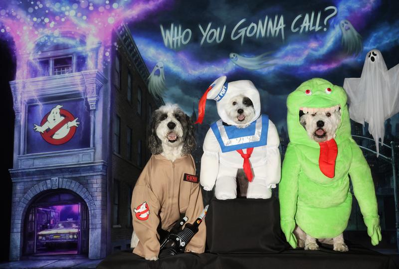 Photo - commentaire&nbsp;1