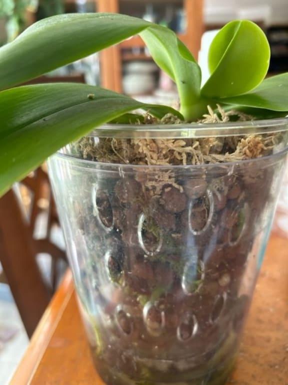 Orchid self watering container