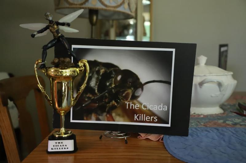 These Cicada Killer bugs are always flying around at our reunion. They don't bother anyone.