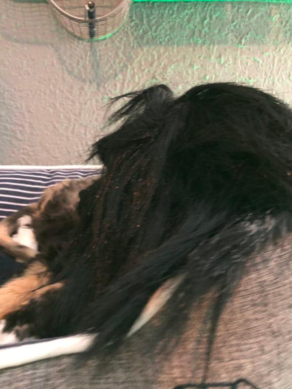 Taz - After Clumpy Wig. Very Annoyed.