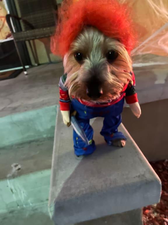 Hello I'm Gizmo wanna play