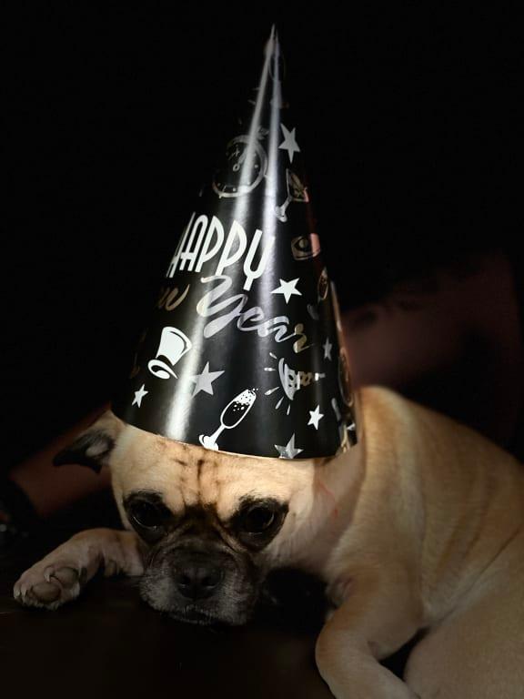 and my Puggle is celebrating too!