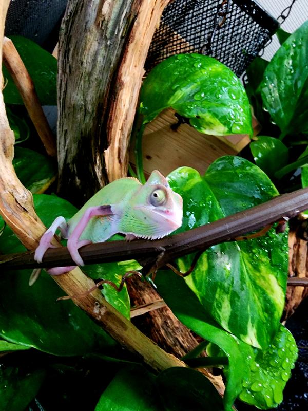 Piebald Veiled Chameleon For Sale | Petco