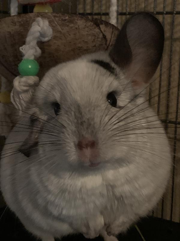 Chinchilla price hot sale petco