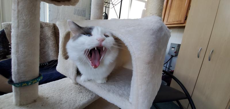 Just a yawn