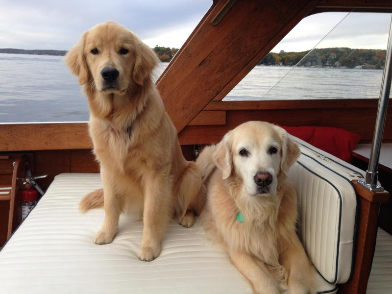 Look how happy Truman and Amos are after their Whole Hearted Treats!