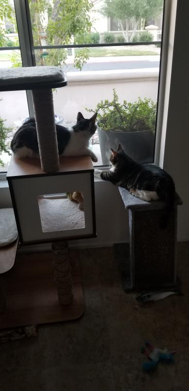 so phresh gray open cat litter box