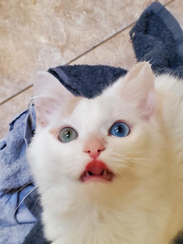 Boo