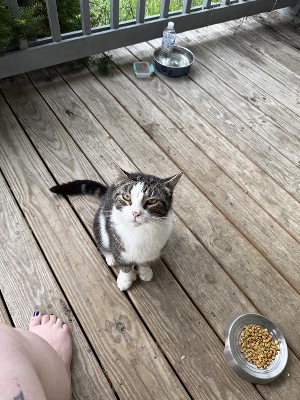 Outdoor cat begging for more