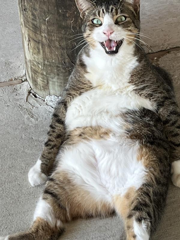 Thor